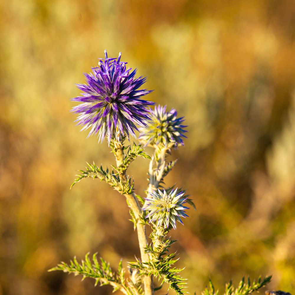 Фотография автора Дмитрий Дашкевич