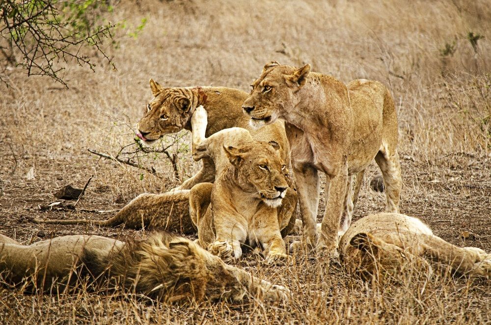 Lionesses