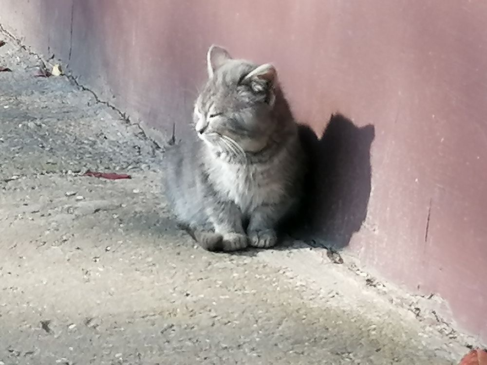 Фотография автора Danica Utjesinovic