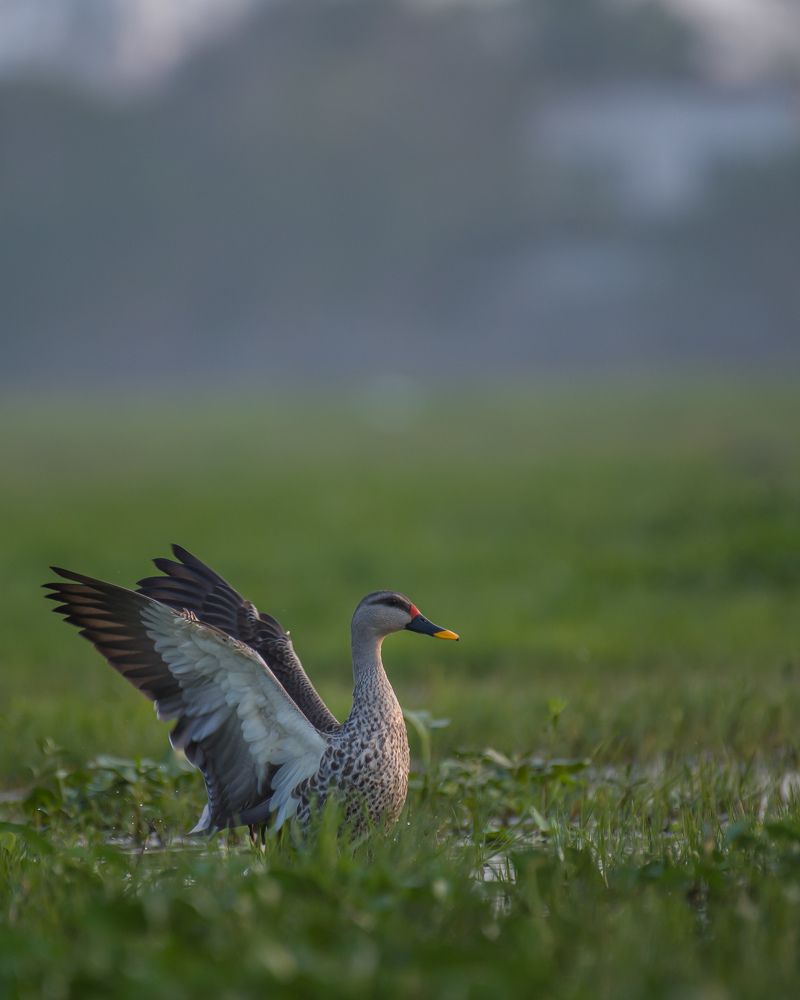 Photograph by Yogesh Kumar