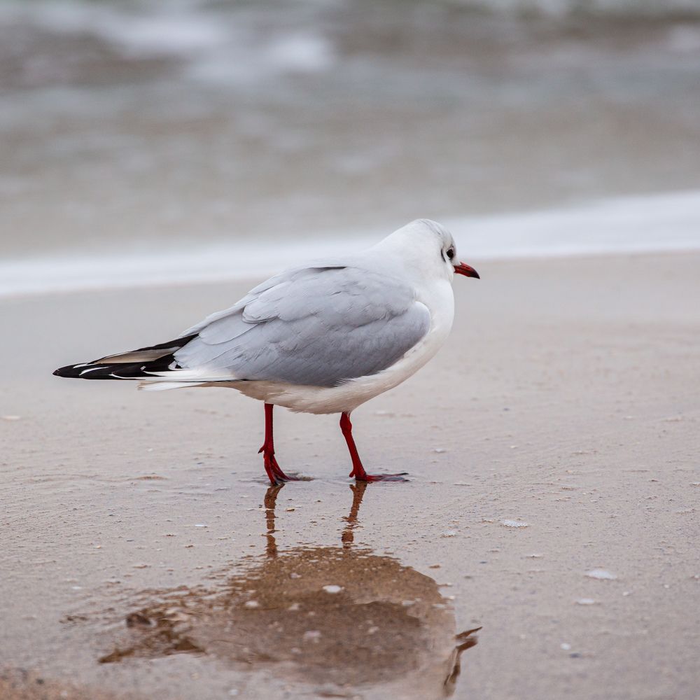 Фотография автора Дмитрий Дашкевич