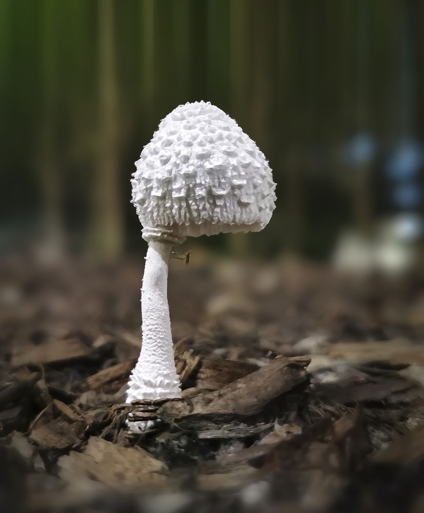 Photograph by PARTHA ROY