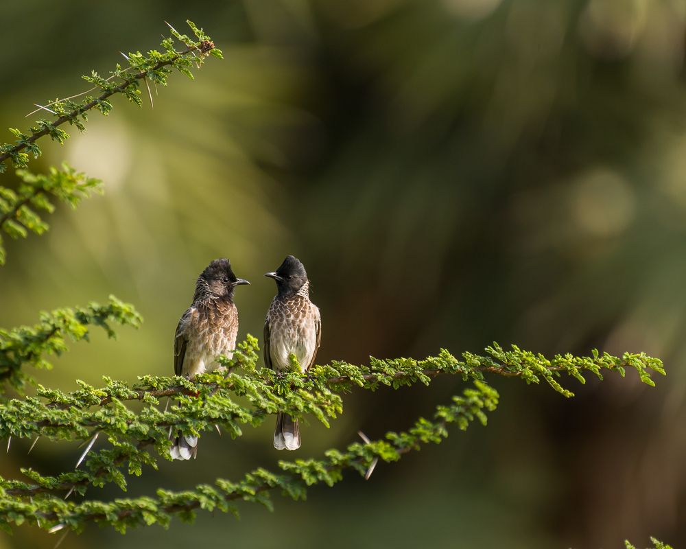 Photograph by Yogesh Kumar