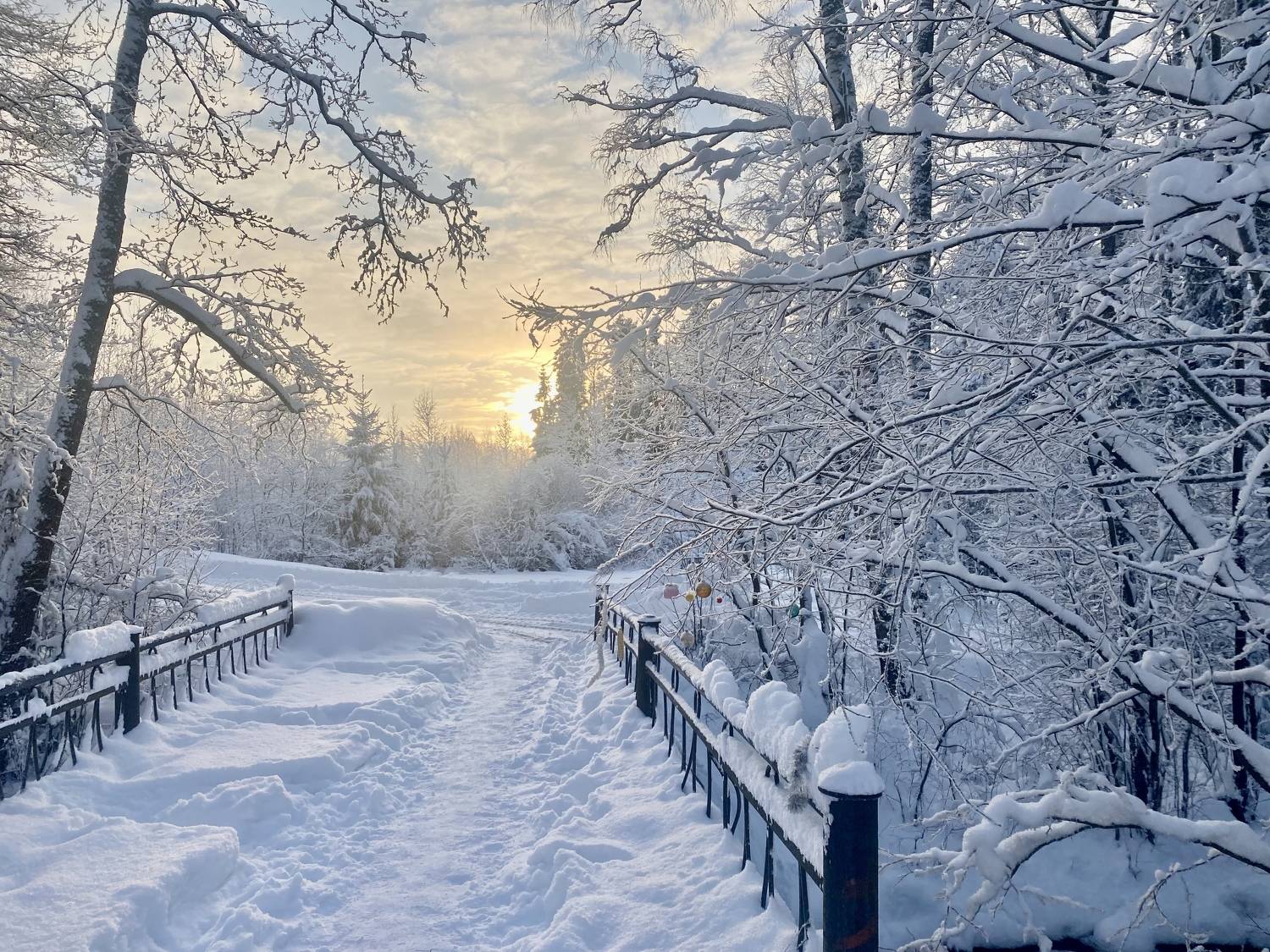 Winter frost and sun