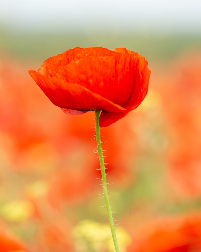 Фотография автора Дмитрий Дашкевич