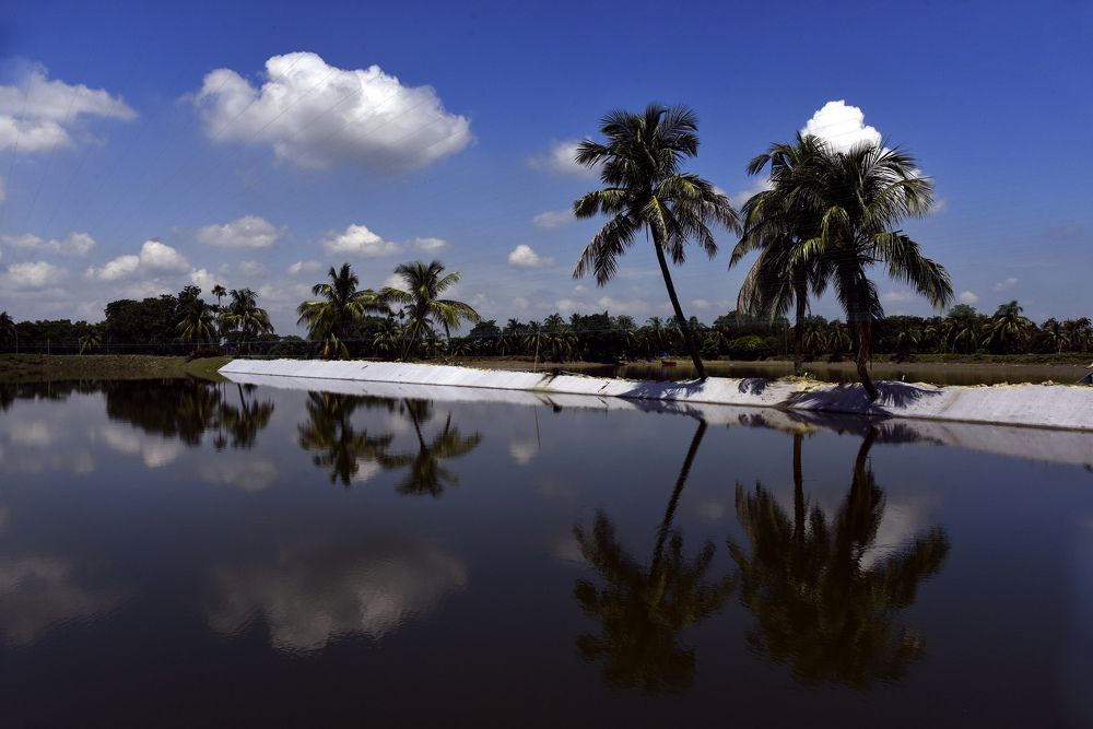 REFLECTION OF BEAUTY