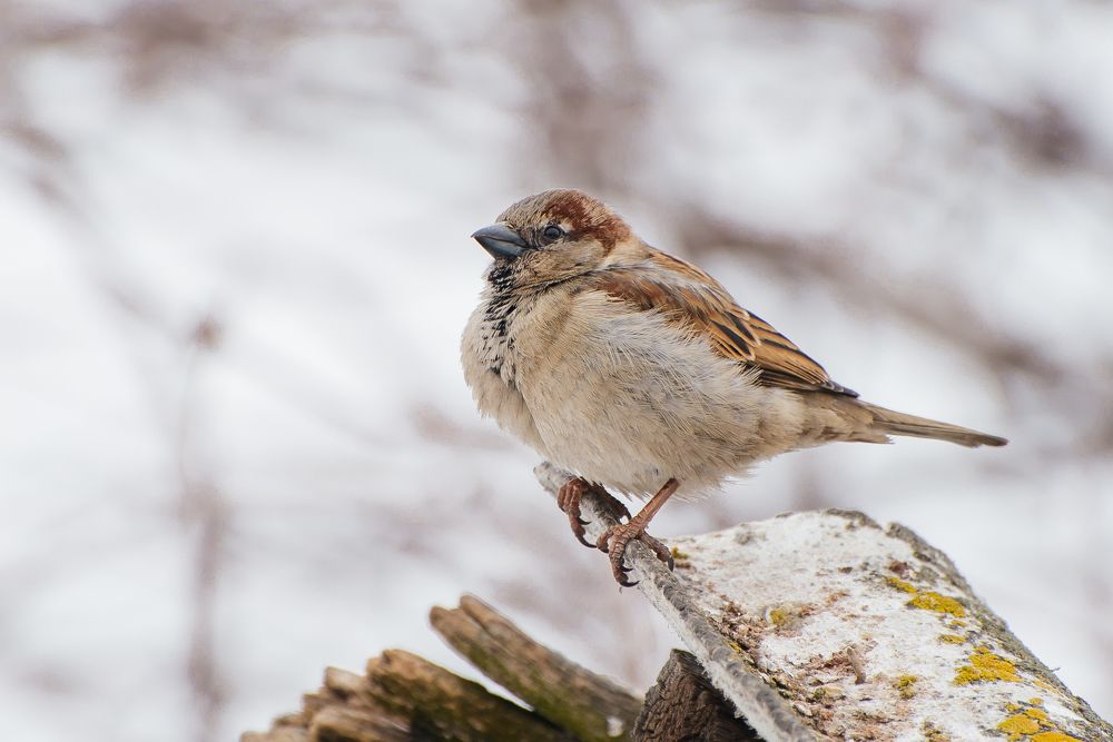 В ожидании весны.