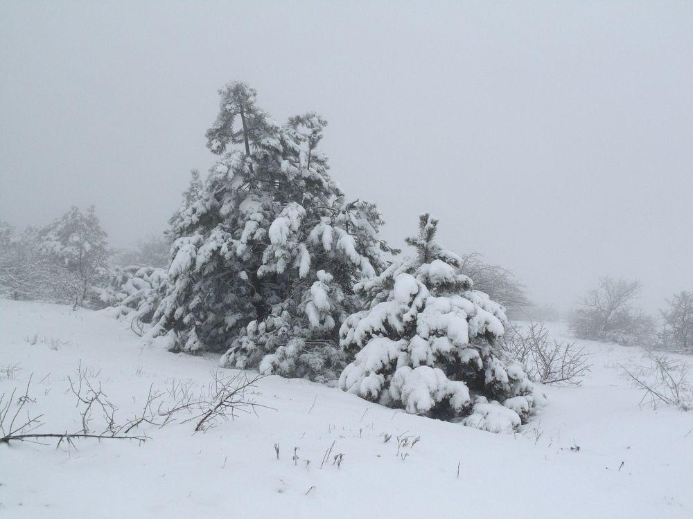 Photograph by Стаскевич Татьяна