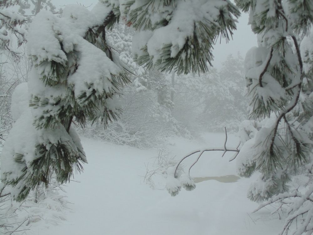 Photograph by Стаскевич Татьяна