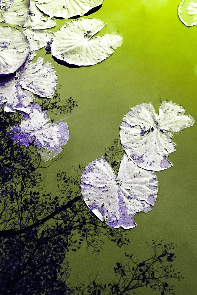 Photograph by B. BoNo Novosad