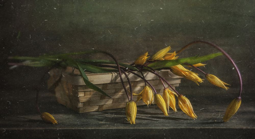 Дикие и нежные