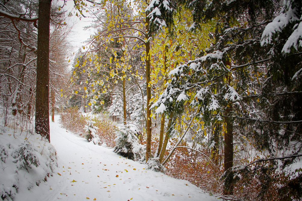 яркий привет