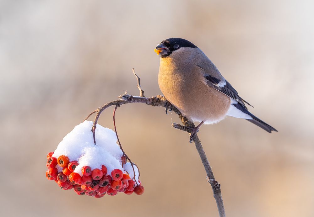 Photograph by Игорь Кляхин
