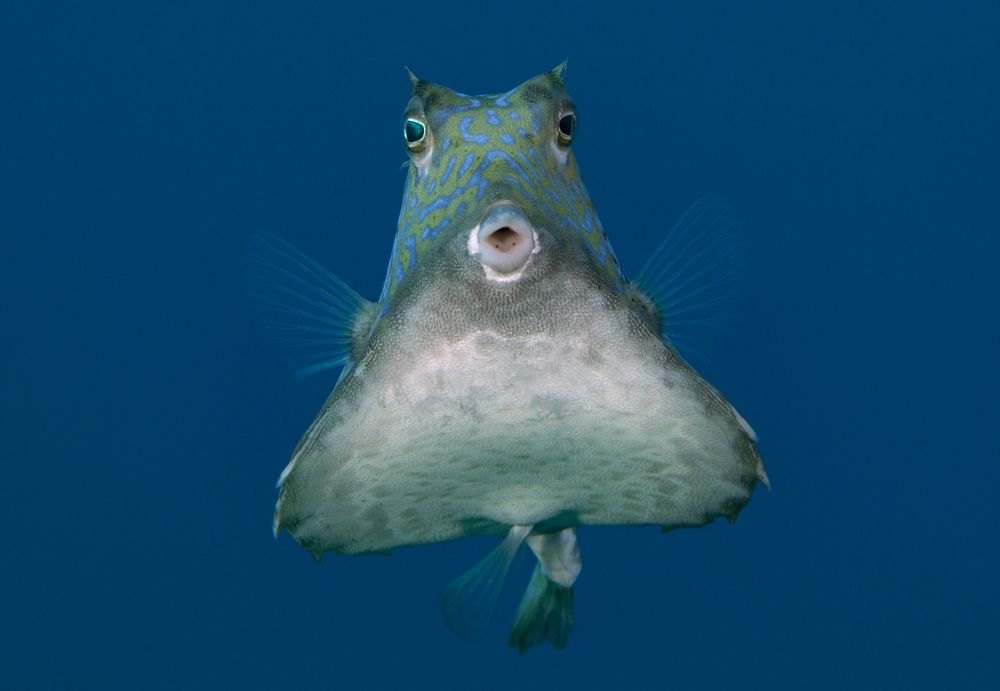 Губки трубочкой