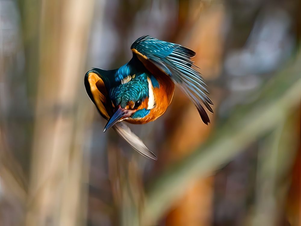 Photograph by Jarl Strömbom