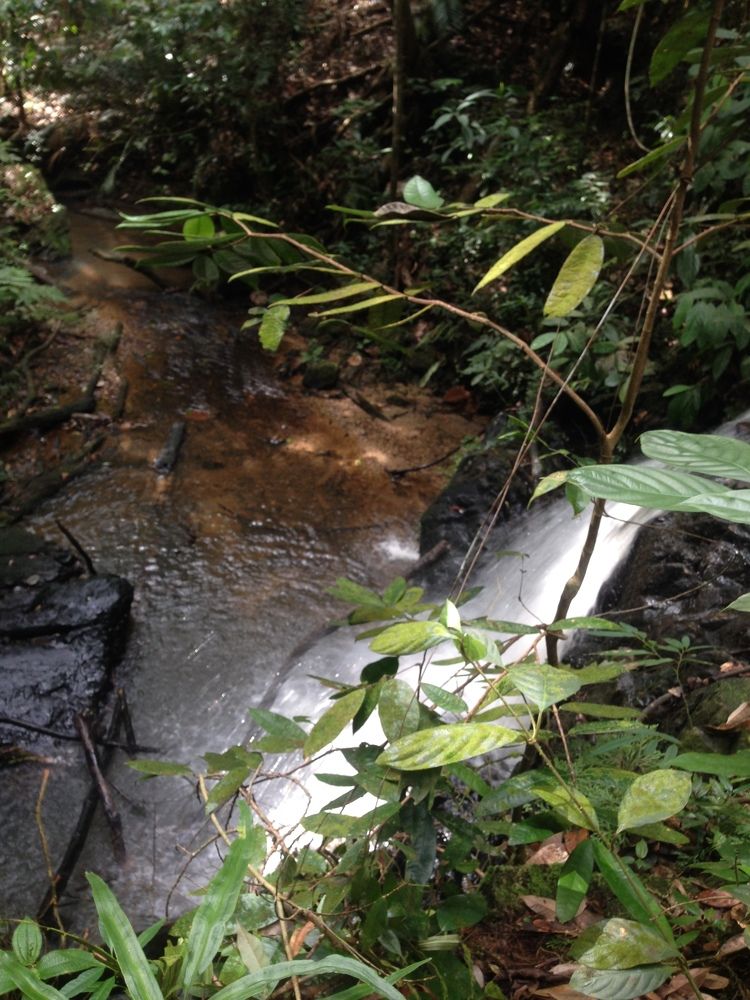 In A Forest Mountain