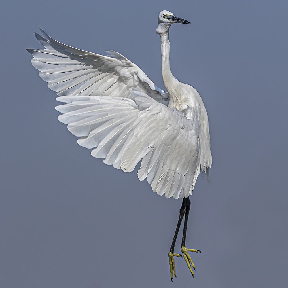 Egret Ballet.