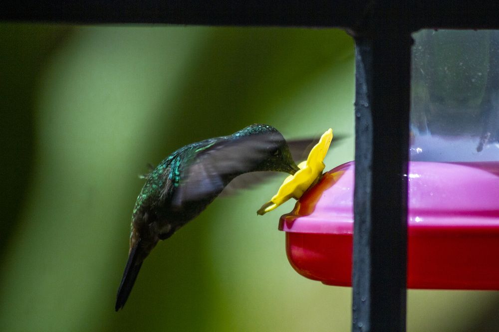 Photograph by Carla Salanova