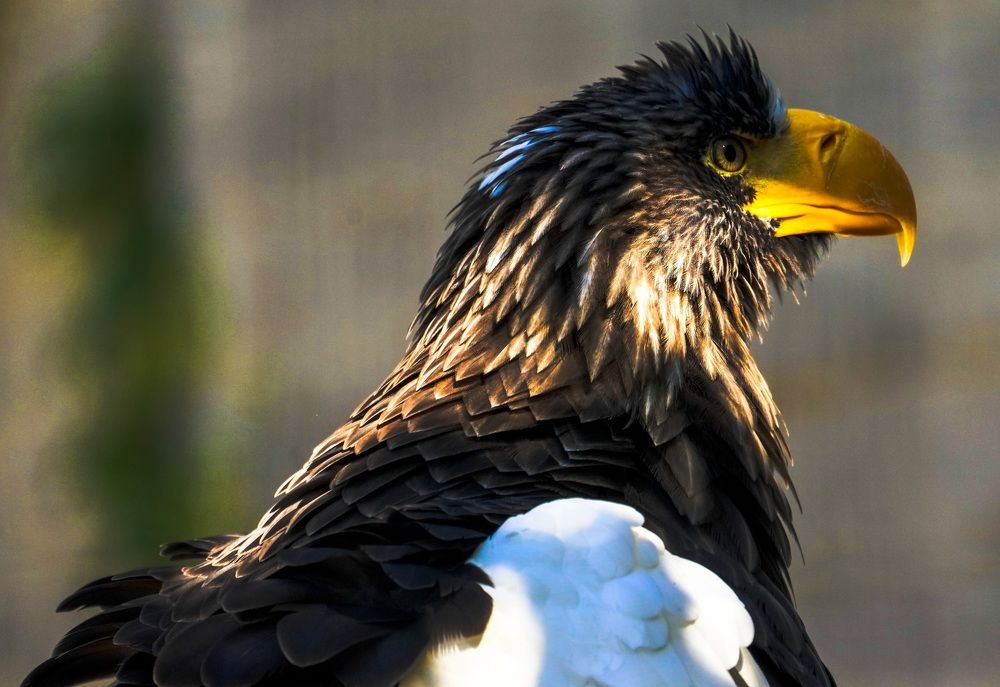 steller's sea eagle
