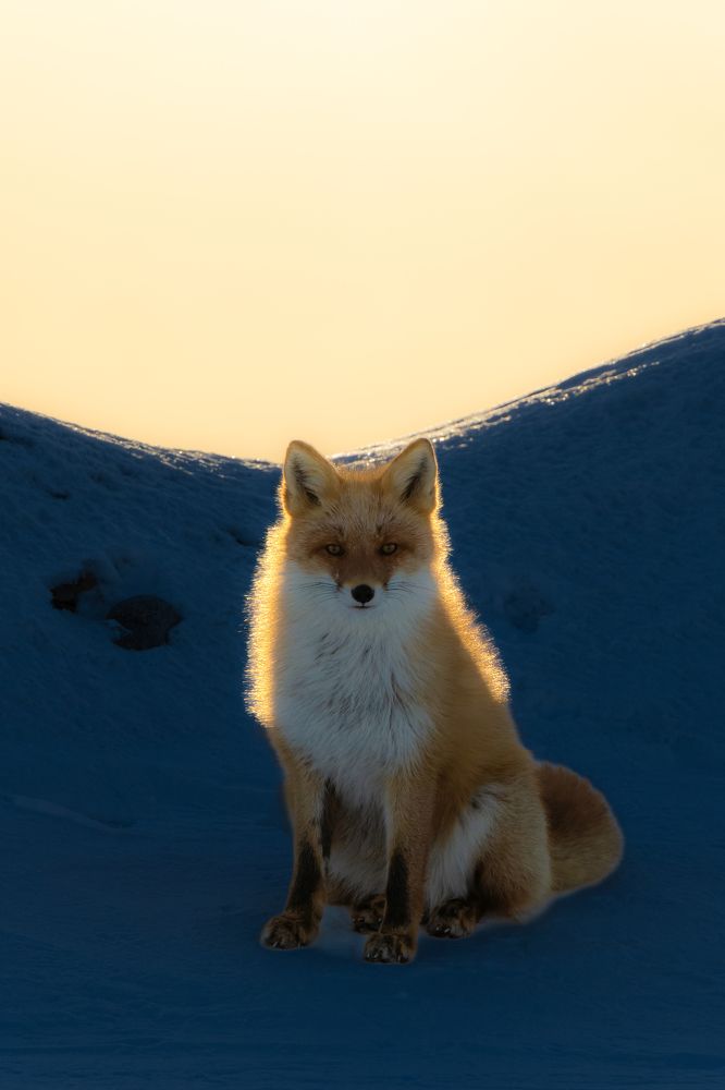 Sunrise fox