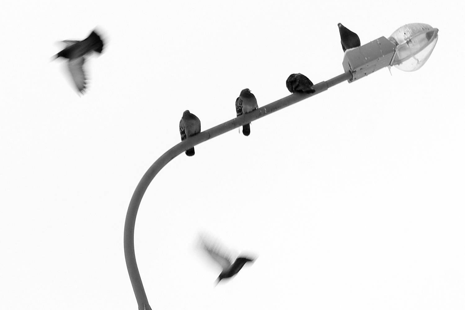 Lantern and pigeons