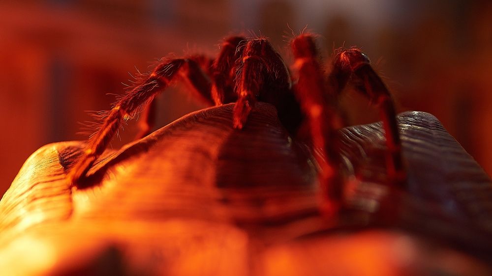 Photograph by Сергей Скоробогатов