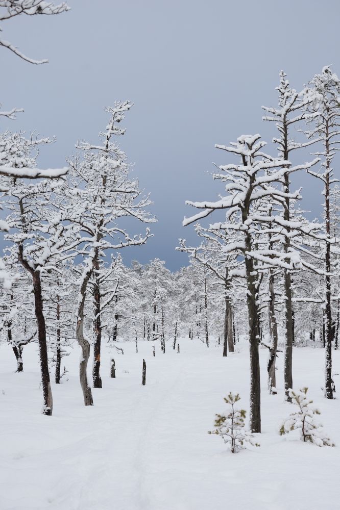 Photograph by Елена Шавшина