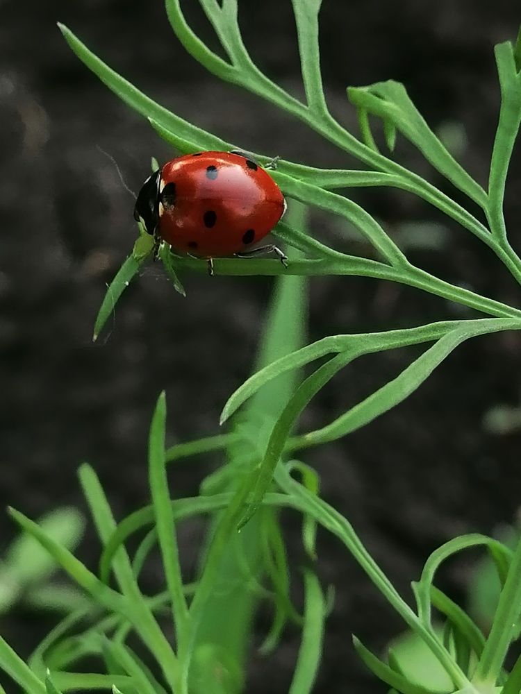 Photograph by Лиана Ратия