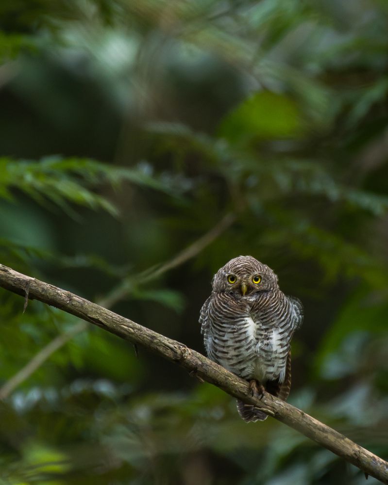 Photograph by Yogeshkumar Vijayarajan