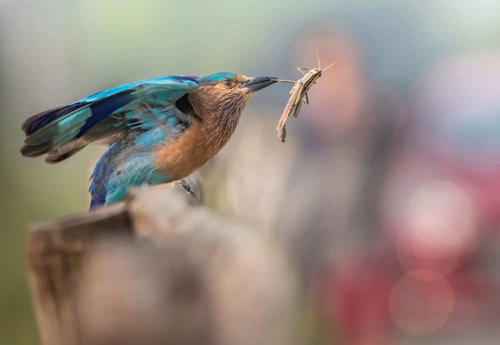 Indian Roller grabbed a grasshooper