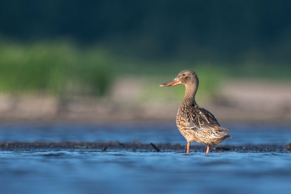Тётушка Клювдия