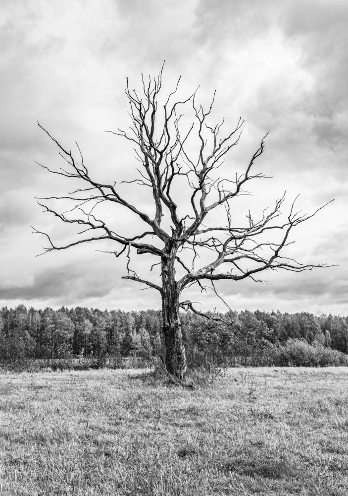 Photograph by JANIS BIJA