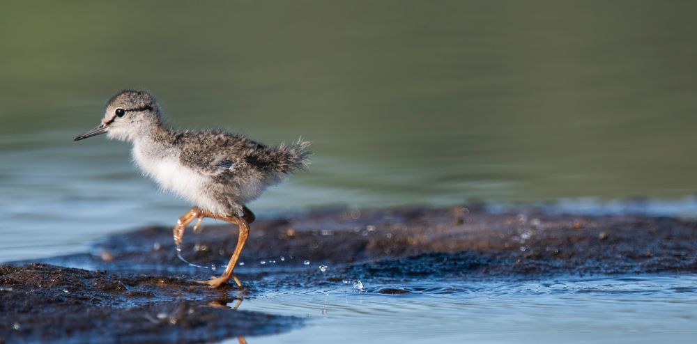 Молодой спринтер