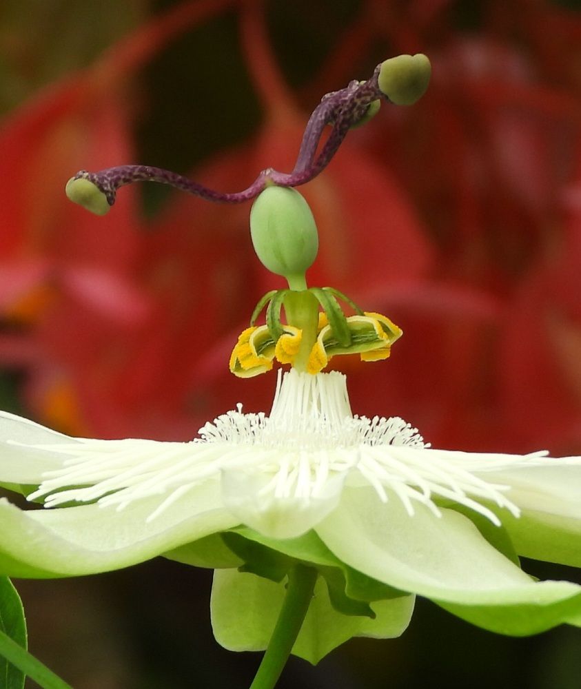 Фотография автора Bastini Gabriele