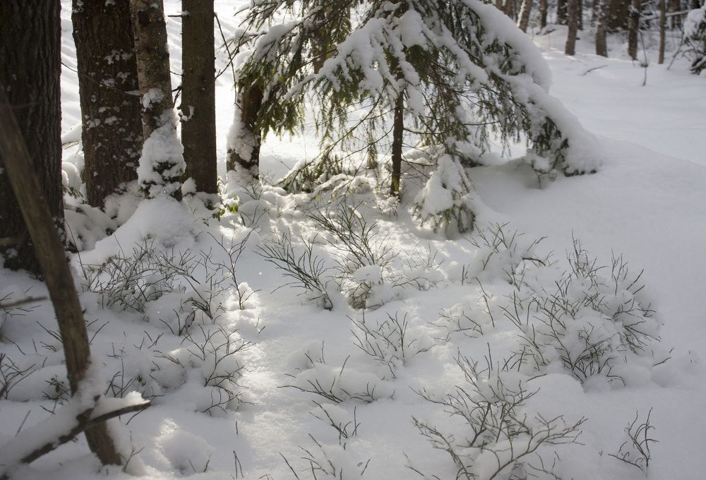 Photograph by Мария Самоловова