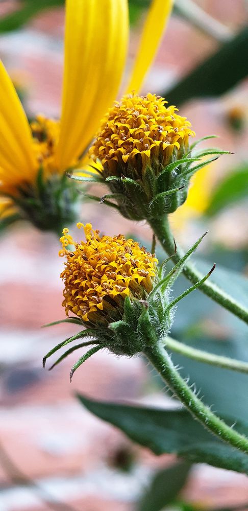 Фотография автора Александра Асаулко