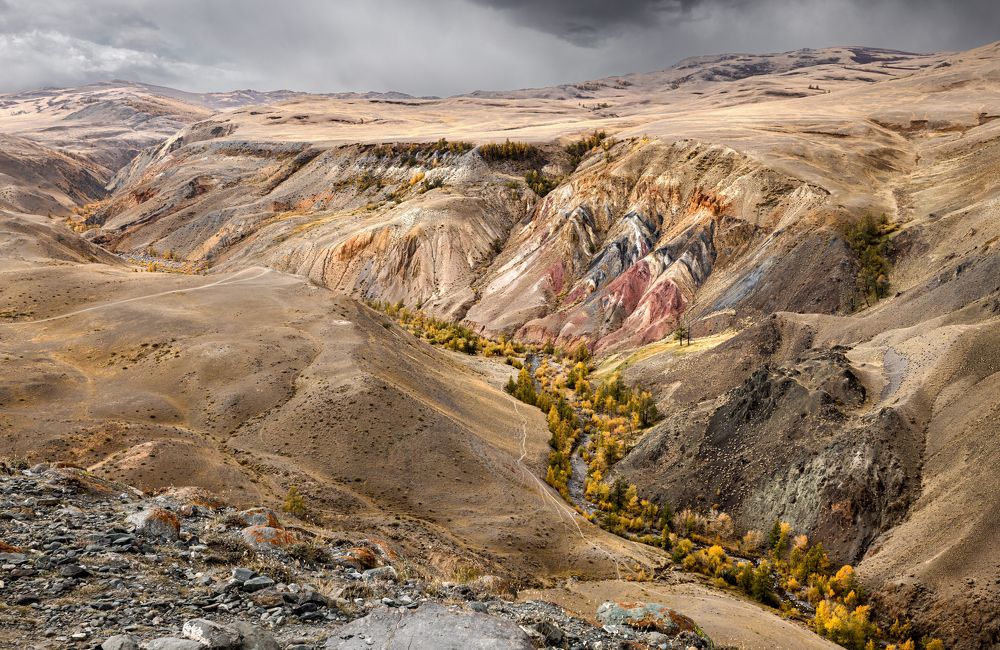 Mountain river in the valley with a view of yellow larches, mountains.