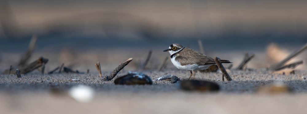 Капитан Джек Зуёк в поисках черной жемчужины
