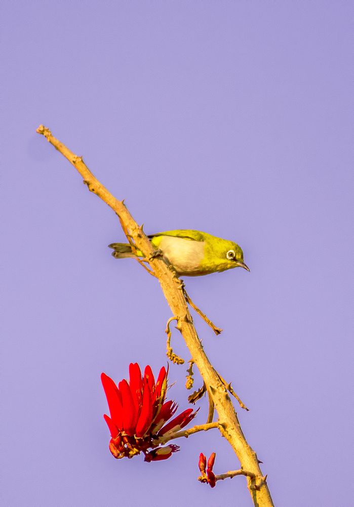 The Indian white-eye - Oriental white-eye
