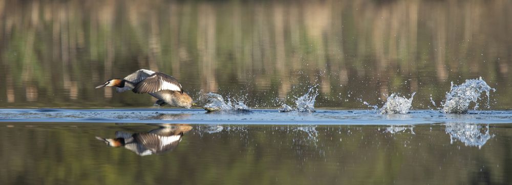 Выше брызги! Сильнее плюхи!