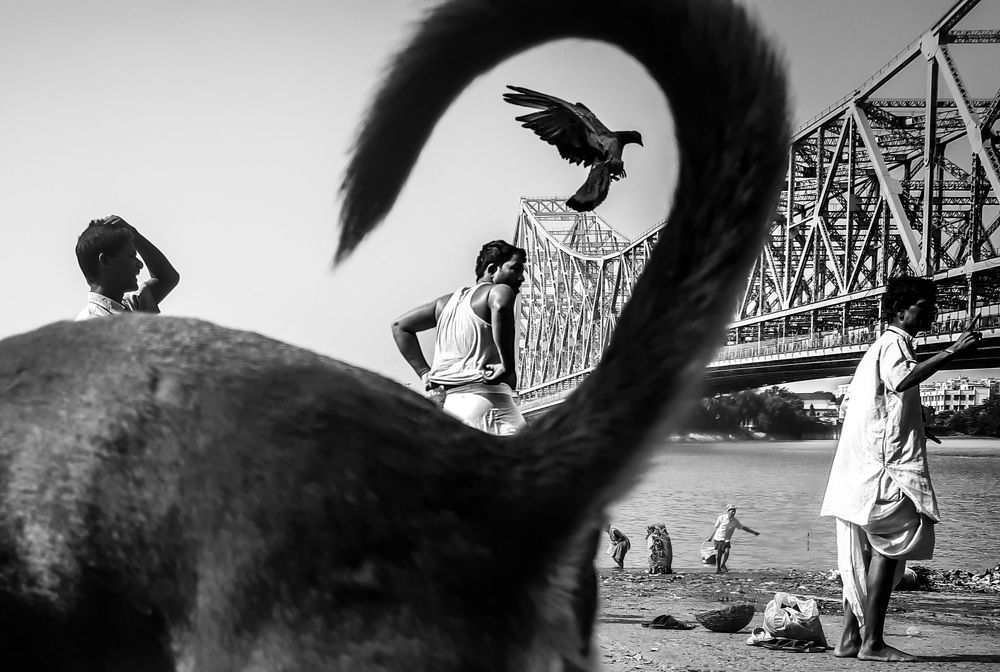 Stories Of Mullick Ghat, Kolkata