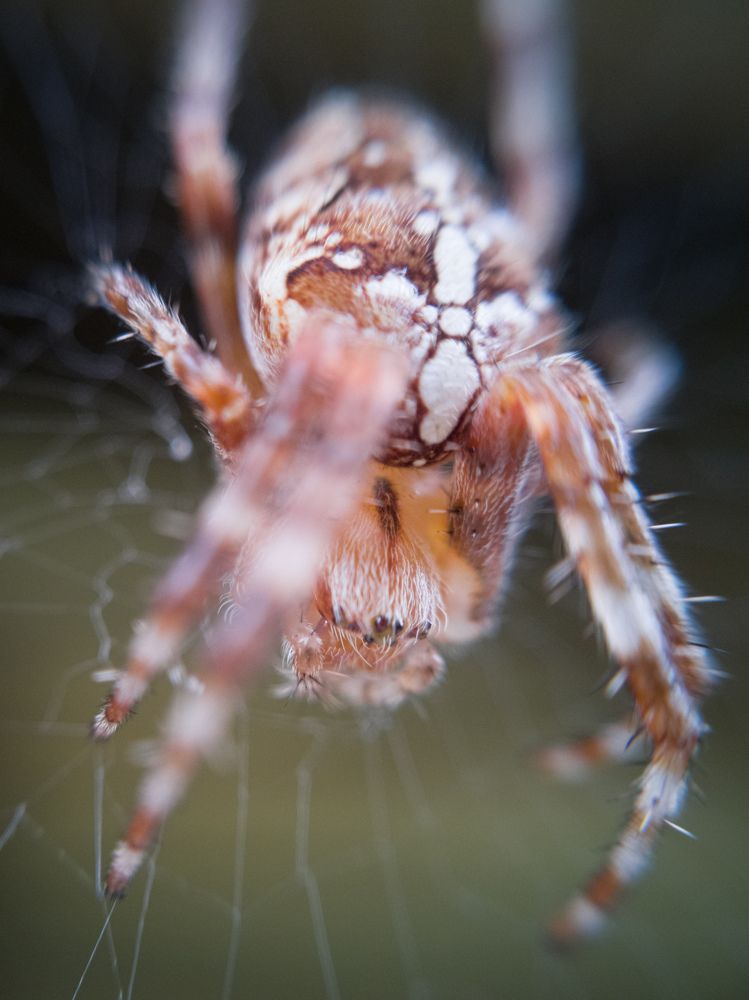 Photograph by Алексей Крукович