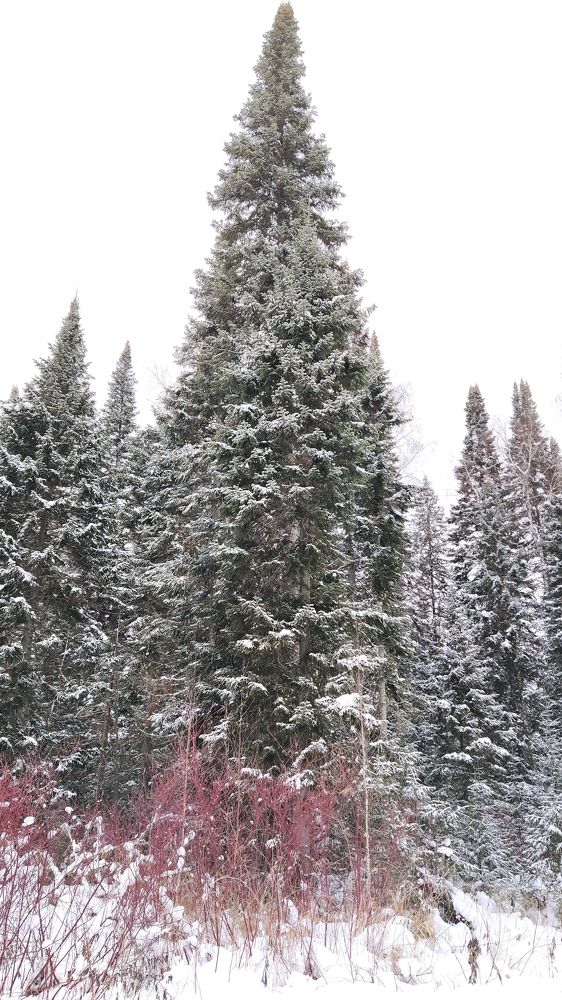 Photograph by Геннадий Бебешев