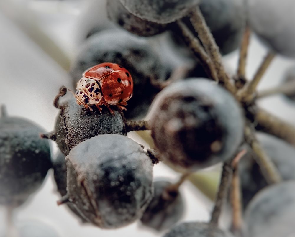 Photograph by Елена Бохолдина