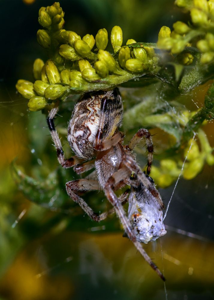 Обед на полянки