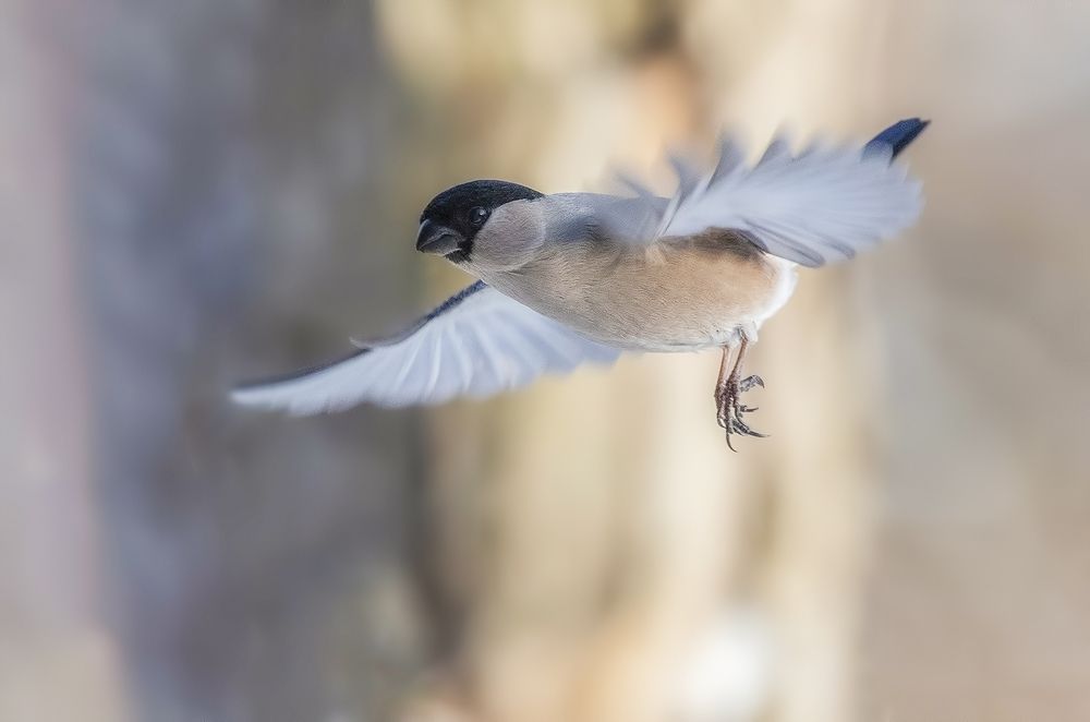 Photograph by Елена Швыдун