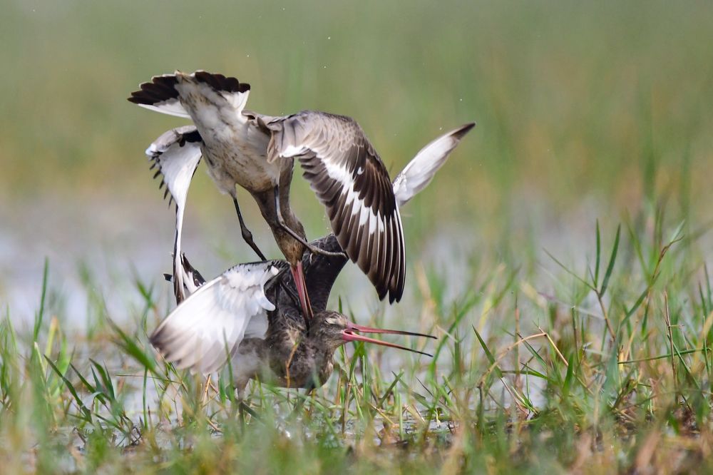 Photograph by Rajiv Basu