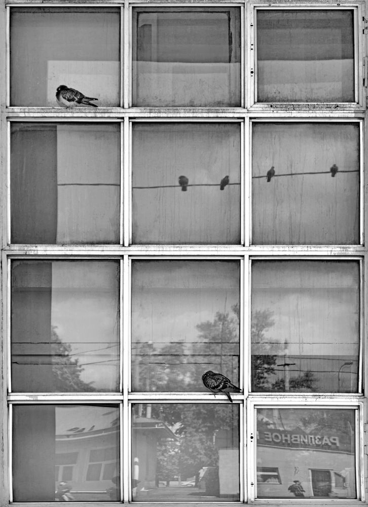 Голуби в минимализме