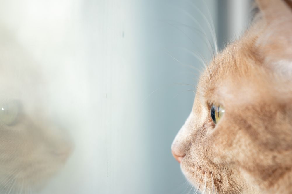 The Amazing Spider-Cat: Enemy in the mirror