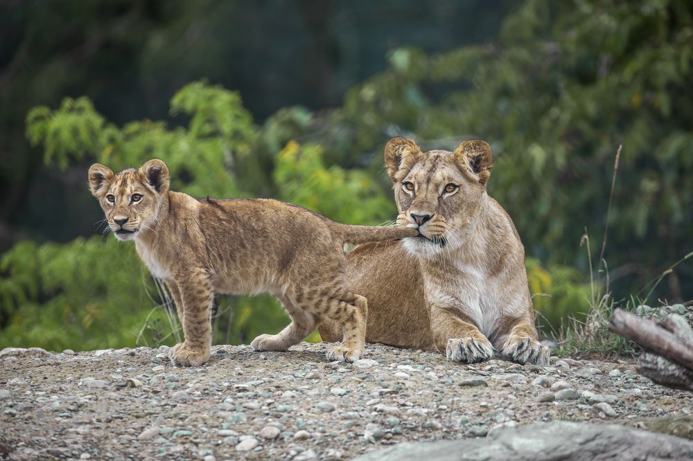 Photograph by Juergen Buechel